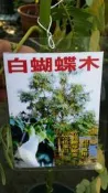 ╭＊田尾玫瑰園＊╯庭園樹苗-(白蝴蝶木)高2尺.120元/株