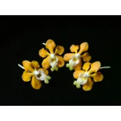 🌹馥馨花舍🌹Vanda denisoniana 丹尼森萬代蘭1.7吋小苗