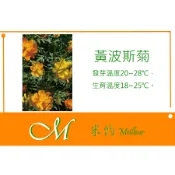 《Meilleur》黃波斯菊(美豐混色)種子 4g