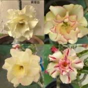 【沙漠玫瑰種子】高發芽率 耐旱植物 珍稀重瓣品系 多肉植物