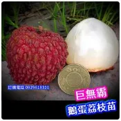 鵝蛋荔枝✅超矮化盆栽✅巨無霸品種+結過果 荔枝樹 鵝蛋荔枝 荔枝苗 大丁香荔枝 果苗 樹苗 矮化果樹 矮化盆栽 荔枝