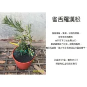 心栽花坊-雀舌羅漢松/造型樹/羅漢松/5吋/松/杉/柏/檜/特價400