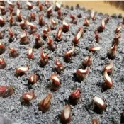 沐耕園|👍✔️【沉香種子】正品 💯新採收沉香樹種子 沉香木樹 名貴樹 奇楠樹  綠奇楠 白奇楠十大名樹之一 超低價 
