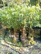 【靜思香品藝社】植菌可結香之沉香樹苗(高110~150cm)