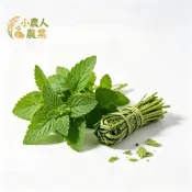 現貨隔日寄 香草貓穗草種子 貓薄荷 新鮮發芽率高，陽台輕鬆種～主子超嗨紓壓神器，居家貓咪快樂小農場