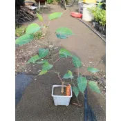 菩提樹  小品菩提樹