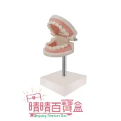 仿高台兒童牙齒模型 (有牙縫) 晴晴百寶盒 保母證照專用 保母保姆娃娃模擬 兒童齒模兒童口腔護理教具 N053
