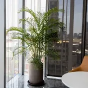 【室內盆栽】黃椰子盆栽(大)  開幕盆栽 升遷送禮 辦公室植栽
