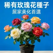 現貨免運【玫瑰花種子大全】超低價！濃香月季花多頭薔薇花苗種籽四季開花 陽台庭院必種 易發芽高存活