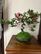 盆景-日本杜鵑-久留米-中品