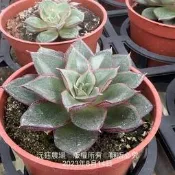 沅鈺農場   多肉植物   麒麟座