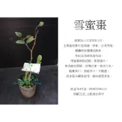 心栽花坊-雪蜜棗/4吋/棗子/水果苗/嫁接苗/特價240