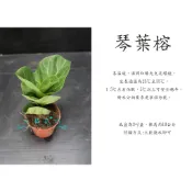心栽花坊-琴葉榕/琴葉橡皮樹/小葉琴葉榕/3吋/綠化植物/室內植物/觀葉植物/特價50