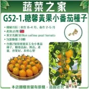 【蔬菜之家滿額免運】G52-1.糖馨黃果小番茄種子10顆 台農2號 甜度媲美 玉女 小番茄種子 糖度高 耐熱高產量 座果