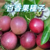 台灣現貨【百香果種子】家庭盆栽自種易活 果樹苗栽種 陽台庭院綠化 可食用香果實生苗種子  香氣濃郁  新手易種植