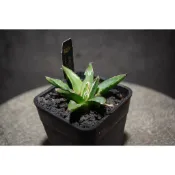 笹之雪總理大賞 'Agave victoriae-reginae'(3寸盆)