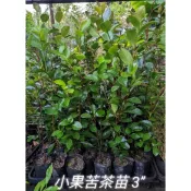★綠霖園藝★小果苦茶苗 3.5黑軟盆 香料/觀賞植物/水果樹苗/新興果樹/果苗/嫁接/植物/盆栽