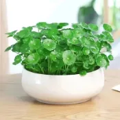 ✨招財旺宅 銅錢草種子 300入 超低價 四季種植 多年生 水培真水草種子 魚缸水草四季發芽新手易種 金錢草吸甲醛綠植
