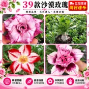 台灣現貨🌹【39款沙漠玫瑰苗】🌹3吋盆/稀有沙漠玫瑰 重辦沙漠玫瑰花苗 沙漠玫瑰花苗 基地直發 名貴品種四季播種陽臺盆栽