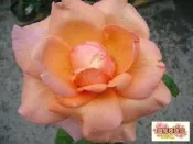 ╭＊田尾玫瑰園＊╯大輪香水玫瑰--( 花音.Kanon  )