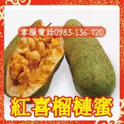 【紅喜榴槤蜜】靠接苗 秋蜜榴槤蜜 馬度榴槤蜜 金蜜榴槤蜜 孟尖2號 紅肉榴槤蜜 黃肉榴槤蜜 一條龍榴槤蜜