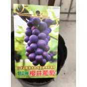 一禪種苗園-碩大的果粒深黑色澤〈櫻井葡萄〉水果苗-3.5吋盆/果粉濃厚/豐饒的香味與果肉/絕佳的甜酸比例/ANNY