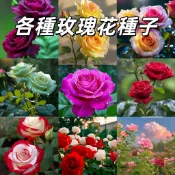 台灣四季玫瑰種子 香水玫瑰種子 庭院陽台盆栽 易種植花卉種籽 觀賞用花種 園藝新手入門 多年開花薔薇花月季花種子