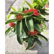 一禪種苗園-花姿嬌艷全年均能開花〈大王仙丹〉綠籬植物-6吋盆/吉祥討喜/蜜源植物/夏季花木之王/仙丹家族中最大的品種