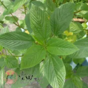 【萌田種子~】A11黃麻菜種子60公克(約39000顆種子) 埃及帝王菜 國王菜 麻芛 麻薏 營養的蔬菜~