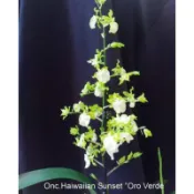 大眾蘭園  文心蘭  Onc.Hawaiian Sunset “Oro Verde“ 綠金