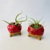 花盆王 知雨若泥 多肉植物蕨類小樹苗種子盆器 手捏小品盆栽 榕樹黑松真柏珍珠柏壽娘子黃楊雕塑異形盆可愛小陶器 不規則形狀