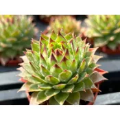 【多肉好好買】一吋盆 觀音卷絹 多肉植物 現貨