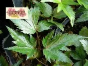 ╭＊田尾玫瑰園＊╯藥用植物(土當歸)全株皆有當歸的香味