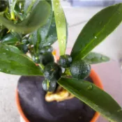 金豆柑（裸根造型小品，目前無花無果）／5吋盆