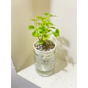 ☘️芹葉福祿桐☘️風水植物 芹葉福祿桐是常綠灌木，
