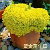 青禾園藝（黃金草種子）多肉種子當季新種 發芽率高  萬年草植物多肉盆栽辦公室薄雪草肉花卉綠植陽臺多年生
