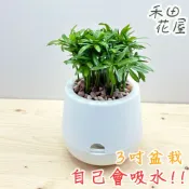 禾田花屋|羅漢松|3吋雪胖盆|室內植物|免澆水|懶人盆栽|觀葉植物|室內植物|懶人盆栽|吸水盆