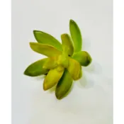 生態缸。生態瓶。多肉植物/砍頭苗。銘月#莎莎女王#裸根#不含運費滿199元才出貨#1吋/2吋/3吋#新手#多肉植物
