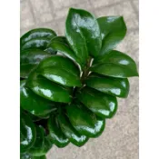 🌸植plant & flower ~ 金璽金錢樹  美鐵芋  風水植物  發財樹  室內植物