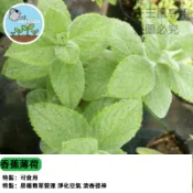 【香蕉薄荷種子】 可食用香草 驅蚊植物 陽台盆栽 廚房香料 泡茶DIY 療癒園藝 貓草寵物友善 易種好養 當年新種 現貨