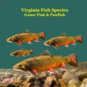 【三民網路書店】Virginia Game Fish and Panfish Species Kids Book: Great Book About the Different Types of Fish in Virginia 作者：Kinsey Marie