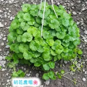 初花農場2店|金錢薄荷/斑葉金錢薄荷|5寸盆｜建建議宅配，超取易悶，受損不負責賠償 |