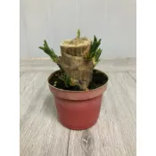 綠園-巴西鐵樹-3吋盆