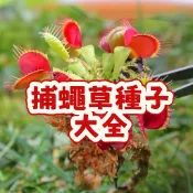 🌱（食蟲草種子豬籠草種子）捕蠅草種子 食蟲草花卉 食蟲驅蚊 四季種植 大型豬籠草#食人花 陽台庭院盆栽驅蟲