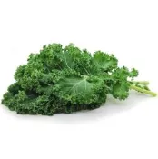 藍捲葉羽衣甘藍種子Vates Blue Curled Scotch Kale｜高營養蔬菜｜家庭陽台園藝