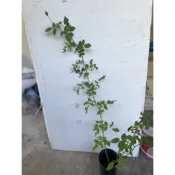 大遊行玫瑰花 經典的大型蔓性玫瑰品種 生長強健 花量極大 開桃粉紅色重瓣花朵 因抗病性佳 對氣候適應力強