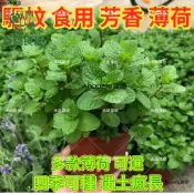 台灣現貨 可食用薄荷種子 香草植物 盆栽 室內陽台  泡茶 料理 驅蟲 香料 新手好種