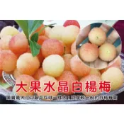 ★綠霖園藝★大果水晶白楊梅靠接苗高度50公分 水果樹苗/新興果樹/果苗/嫁接/植物/盆栽