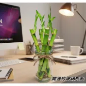 開運竹 萬年青  水耕盆栽 無土種植 辦公室植物  室內植物  玻璃瓶  水根植物懶人盆栽 水培 觀音