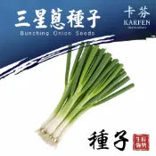 三星蔥種子【約65粒】三星蔥品種 香蔥種子 蔬菜種子 香料種子 卡芬園藝